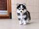 Chiots pomsky disponible pour adoption 