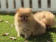 Je donne chiots spitz allemand 