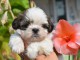 Je donne chiots Shih Tzu femelle 