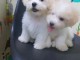 Chiots Bichon Frise disponible 
