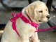 Magnifique chiots golden retriever &agrave; vendre 