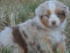 Chiots berger australien m&acirc;le 