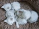 Chaton Maine coon disponible 