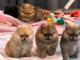 Annonces chiots spitz nain 