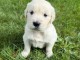 Magnifique chiots golden retriever disponible 