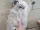 Adorable chaton ragdoll pour le 
