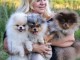 Adorable chiots spitz nan pour saillie 