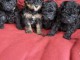 Adorable chiots teckels disponible &agrave; donner 