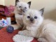  Adorable chatons sacr&eacute; de Birmanie disponible 