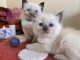 Chaton disponible en adoption 