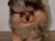Magnifique chiots Spitz allemand femelle 