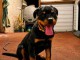 Je donne chiots rottweiler m&acirc;le 