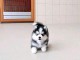Adorable chiots pomsky pour adoption 