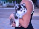 Dons b&eacute;b&eacute; chiots pomsky 