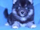 Adoption chiots pomsky m&acirc;le 