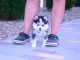 Adorable chiots pomsky disponible 