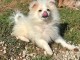 Je donne chiots spitz nain disponible 
