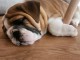 B&eacute;b&eacute; chiots bullg anglais disponible 