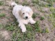 Je donne chiots Bichon maltais 