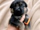 B&eacute;b&eacute; chiots berger allemand m&acirc;le 