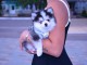 Magnifique chiots pomsky m&acirc;le 