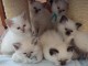 Chaton disponible en adoption 