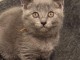 Adorable Chatons chartreux disponible pour adoption 