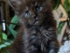 Magnifique chaton Maine coon disponible 