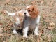 Je donne chiots cavalier King Charles disponible 