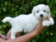 Chiots coton de tuler disponible 