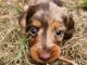 Adorable chiots teckels nain arlequin pour adoption 