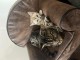 Magnifique chaton bengal disponible &agrave; adopter 