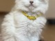 B&eacute;b&eacute; chaton ragdoll adorable &agrave; placer urgent 