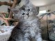 Magnifique chaton Maine coon a donner 