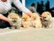 Dons chiots spitz nain disponible 