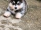 Dons chiot pomsky disponible &agrave; donner urgent 