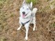 Je donne chiots Husky Sib&eacute;rien femelle 