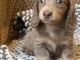 🐶 Adorable Teckel disponible &agrave; l&rsquo;adoption 🐶
