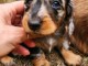 Adorable chiots teckels nain disponible 