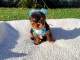 🐶 Adorables bergers australiens &agrave; l