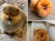 Chiots spitz nain disponible de suite 