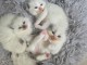 adorable chaton sacr&eacute; de Birmanie en adoption 