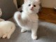 adorable chaton sacr&eacute; de Birmanie en adoption 