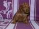 Caniche toy chiots rouges