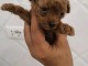 Magnifique caniche disponible 