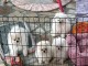 Dons b&eacute;b&eacute; chiots spitz nain 