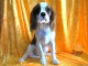 Adoption chiots cavalier King Charles 