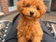 Je donne chiots caniche disponible 