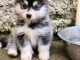 Adorable chiots pomsky disponible 