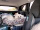 Chiots Bichon maltais disponible 